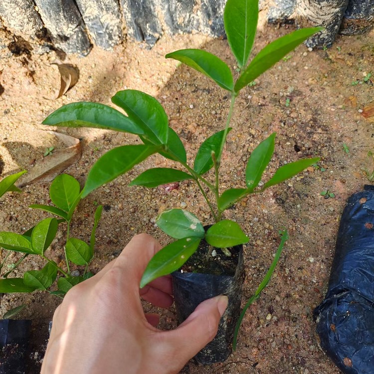 湖北小葉牛大力中葉牛大力苗牛大力樹種子苗地栽