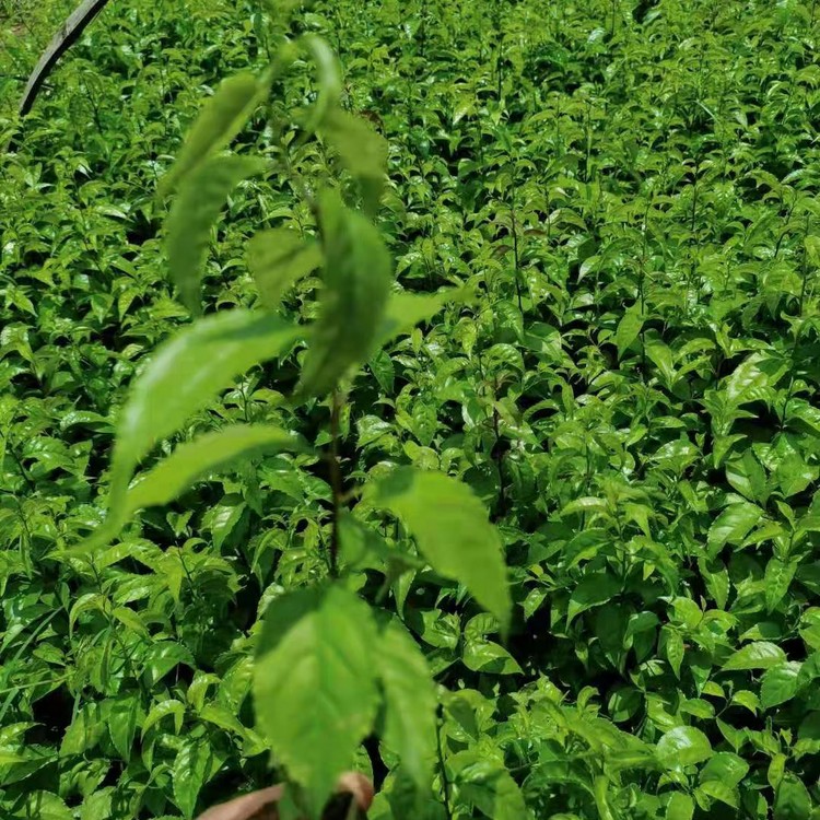 江西岗梅 称星树苗 一次种植反复收益