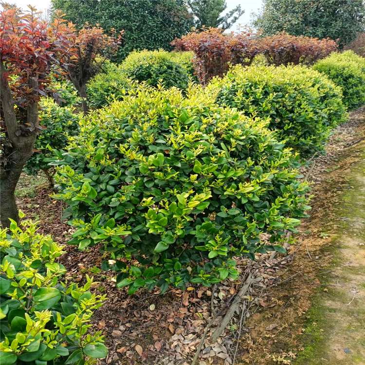 供应金森女贞湖南造型金森女贞球今日行情