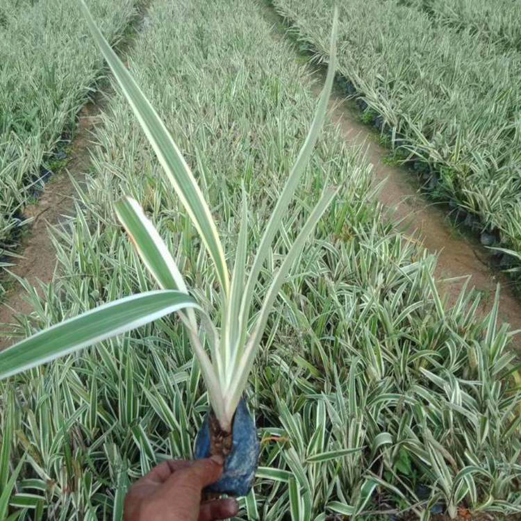 山管兰河北山管兰报价观叶植物裸根苗地被苗木