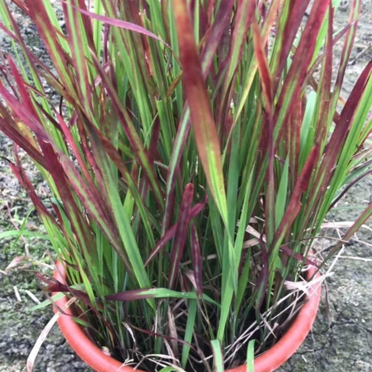 血草价格福建血草基地销售血草批发