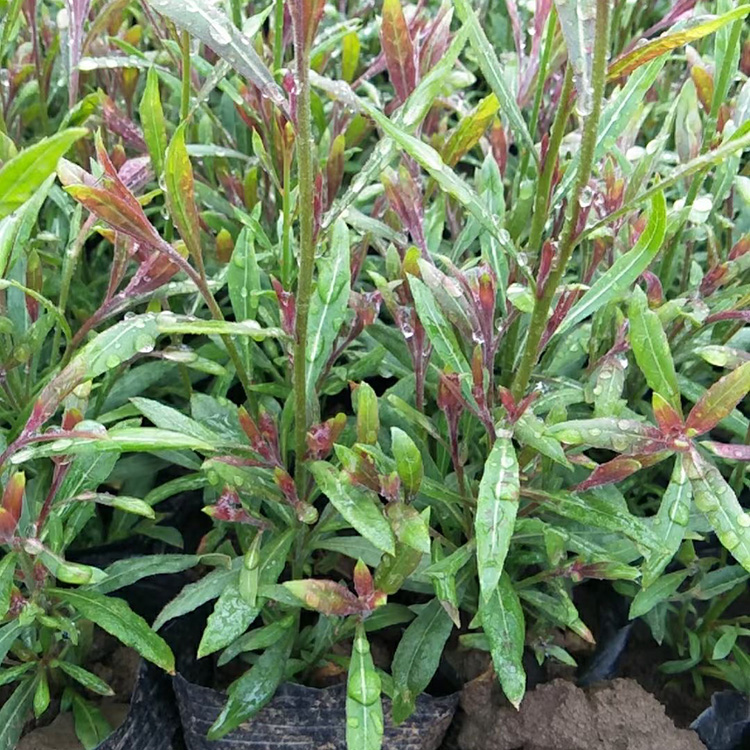 种植山桃草昌兴山桃草苗报价来电详询