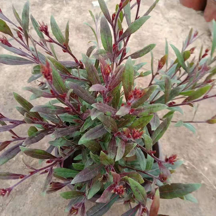 种植山桃草 昌兴 山桃草苗报价 来电详询