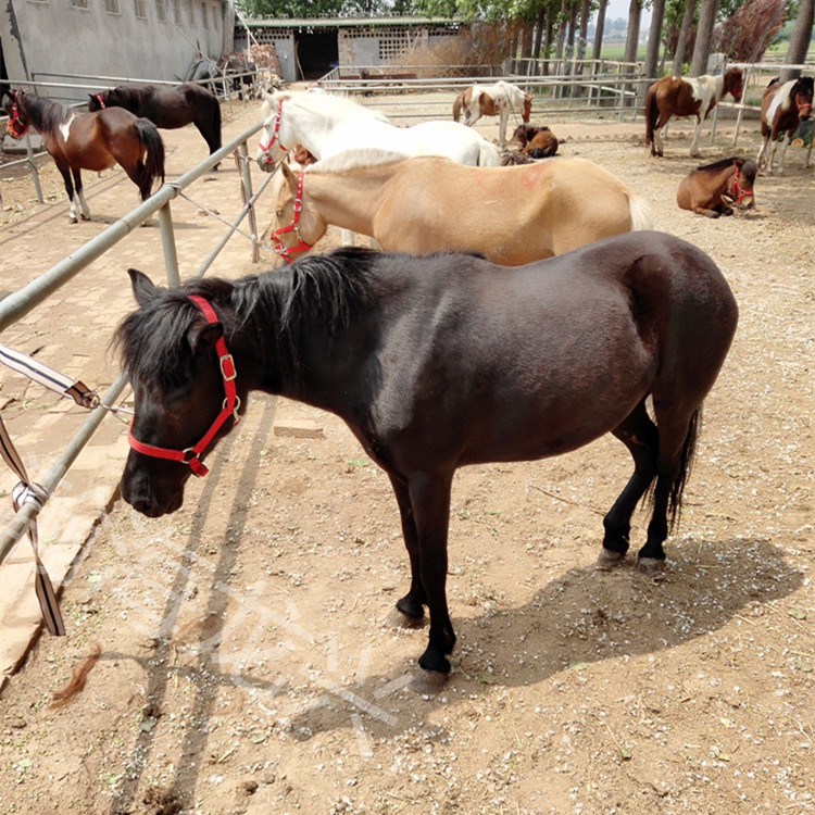 pony矮马 4岁 肩高118 威尔士半血pony马 全部调教成熟