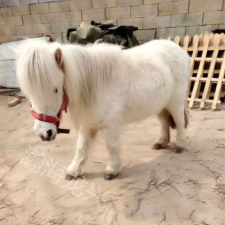 设特兰矮马5岁肩高85cm温顺老实儿童伙伴