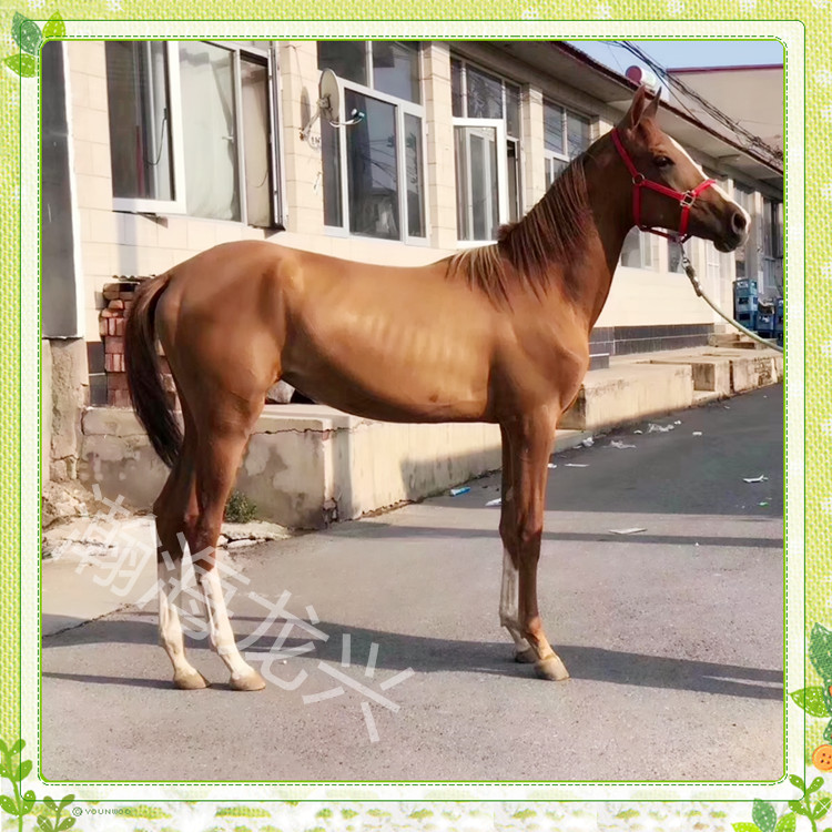 夸特马3岁肩高150夸特半血短距离冲刺放牧