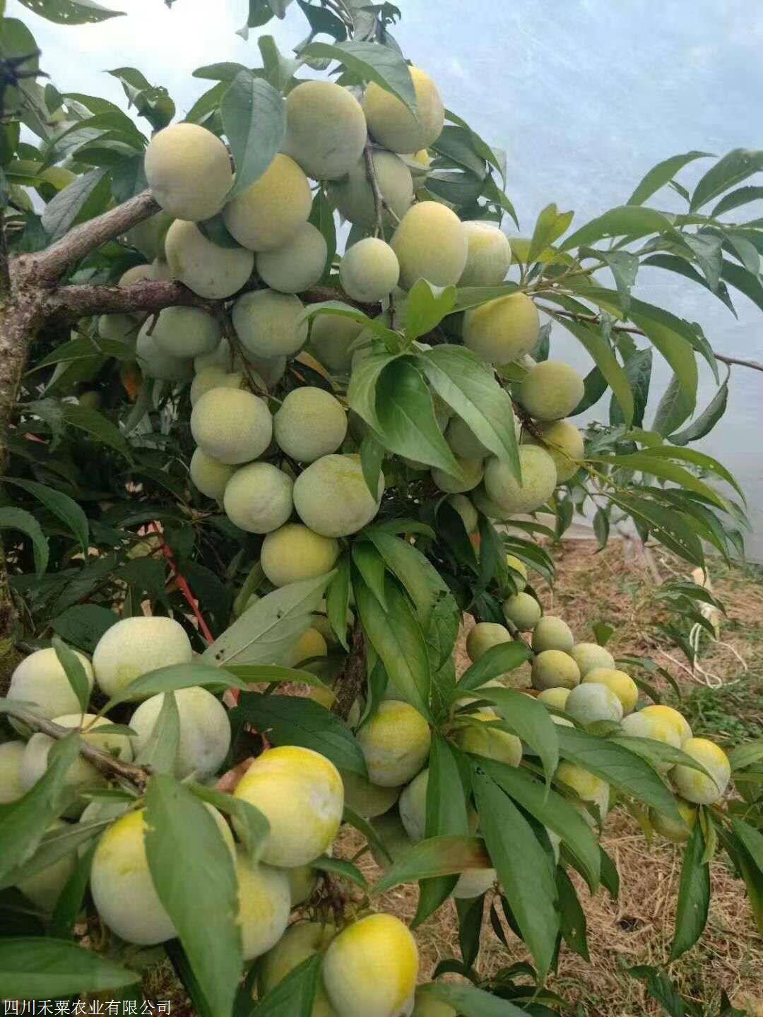 李子苗价格,璧山早熟李子苗果树基地