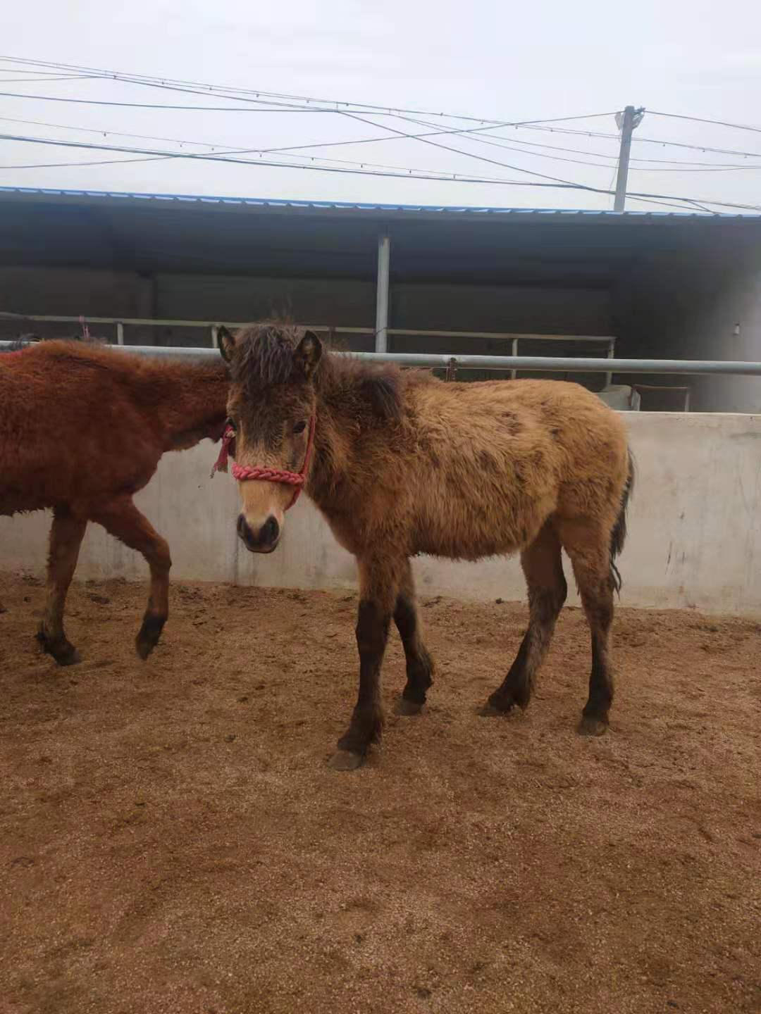 铜川市矮脚马种矮马淘宝矮马
