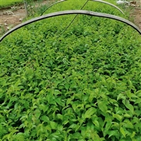 岗梅苗批发零售欢迎来咨询