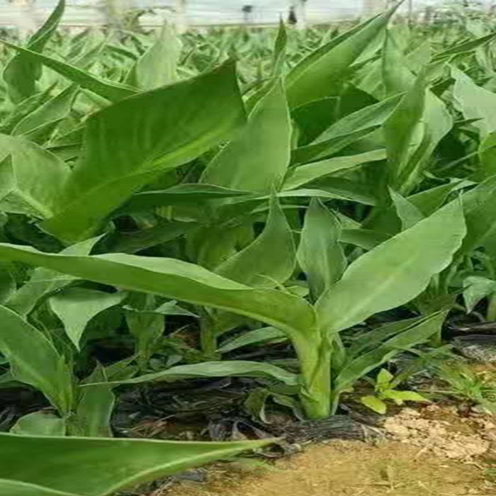 美人蕉美人蕉价格报价美人蕉自产自销