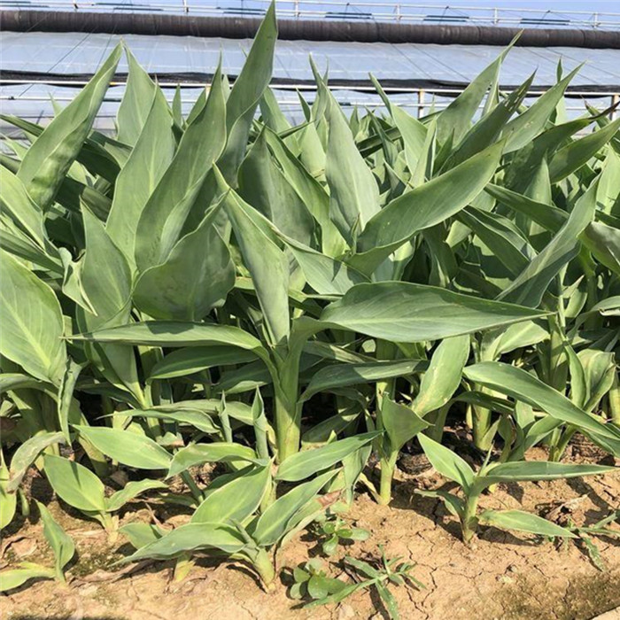 美人蕉美人蕉价格报价美人蕉自产自销