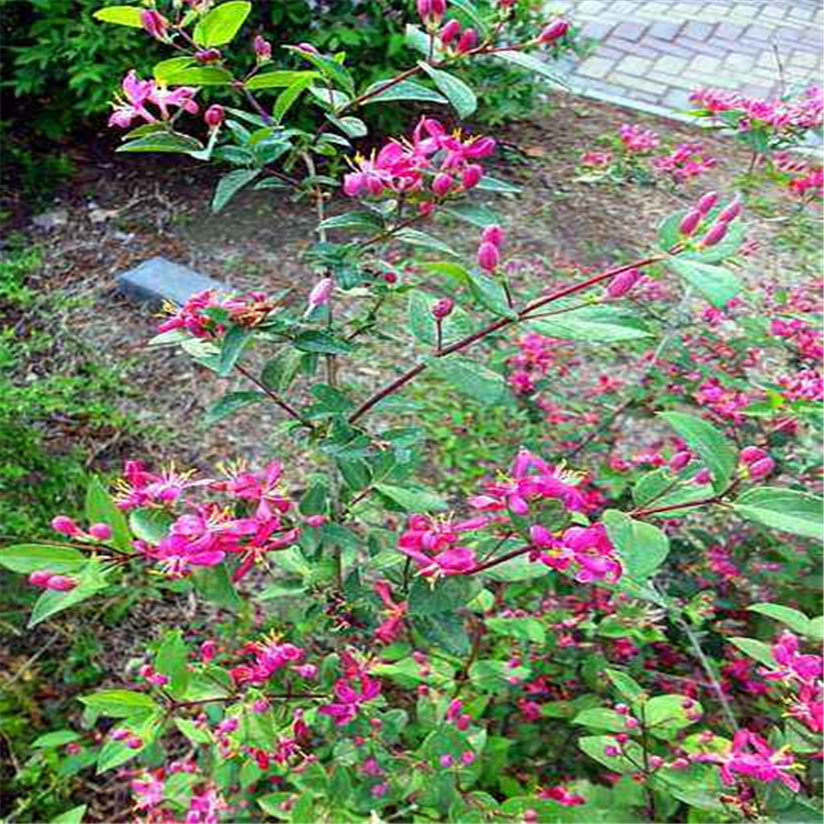 辽阳 红花忍冬苗 耐寒忍冬苗 现挖现卖