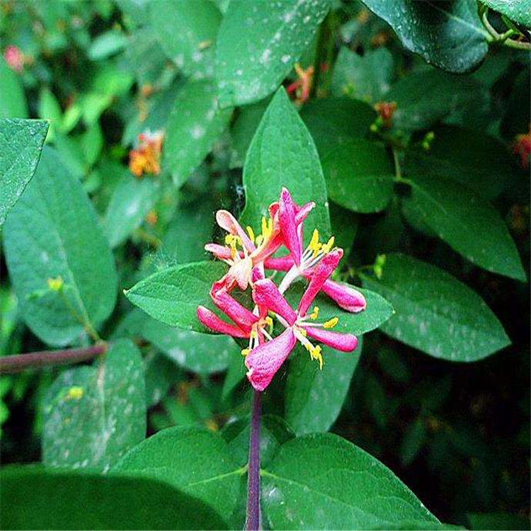 黑龙江 红花忍冬苗 忍冬绿篱苗 常植于庭院小区