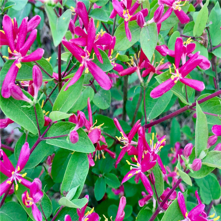 营口 红花忍冬苗 忍冬培育基地 在线为您服务