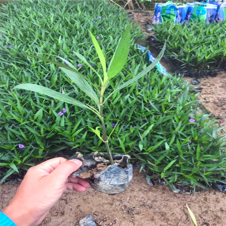 翠芦莉江苏矮化翠芦莉苗风景小叶绿化行道苗木