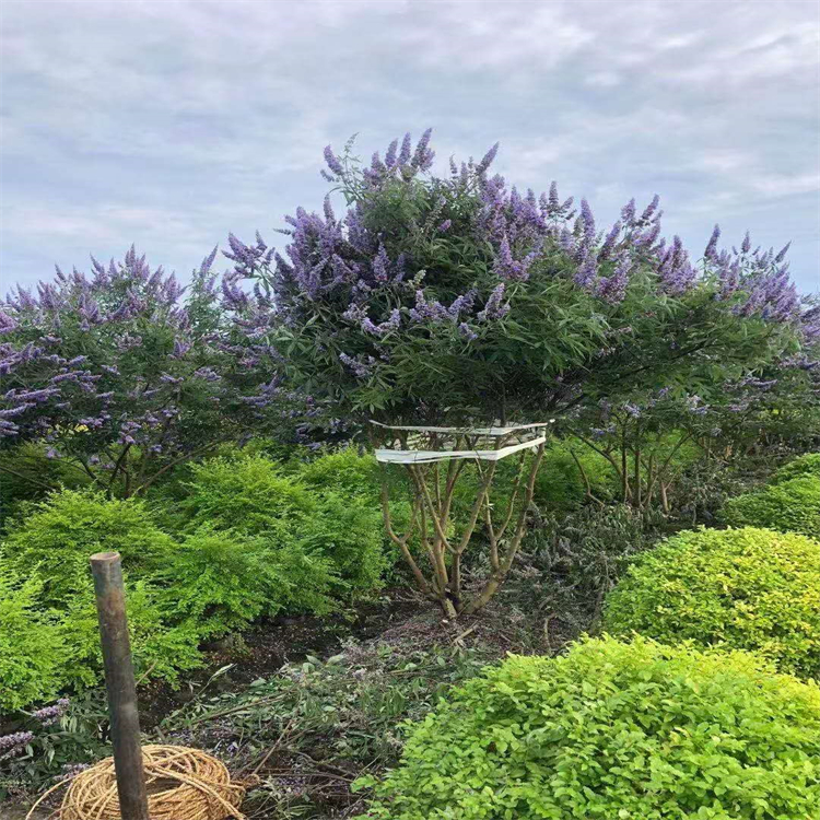 穗花牡荊加侖盆苗批發 街邊綠化帶種植植物 花鏡庭院觀花植物 杯苗雙