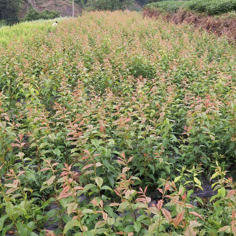 早熟五月脆李苗哪里有卖早熟五月脆李苗种苗培育基地