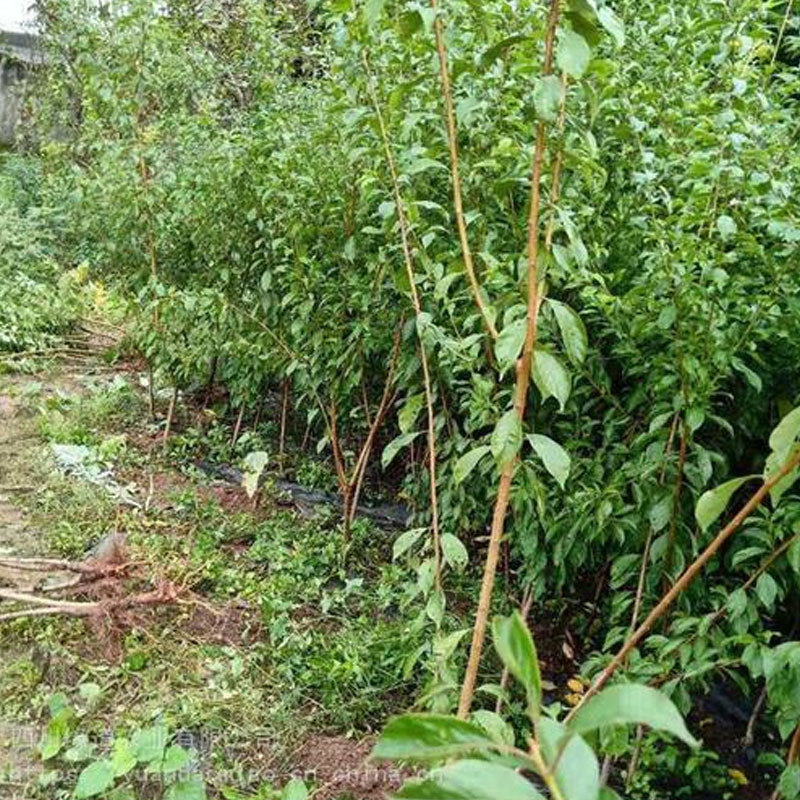凤凰李苗批发多少钱文山早熟凤凰李树苗种苗繁育中心