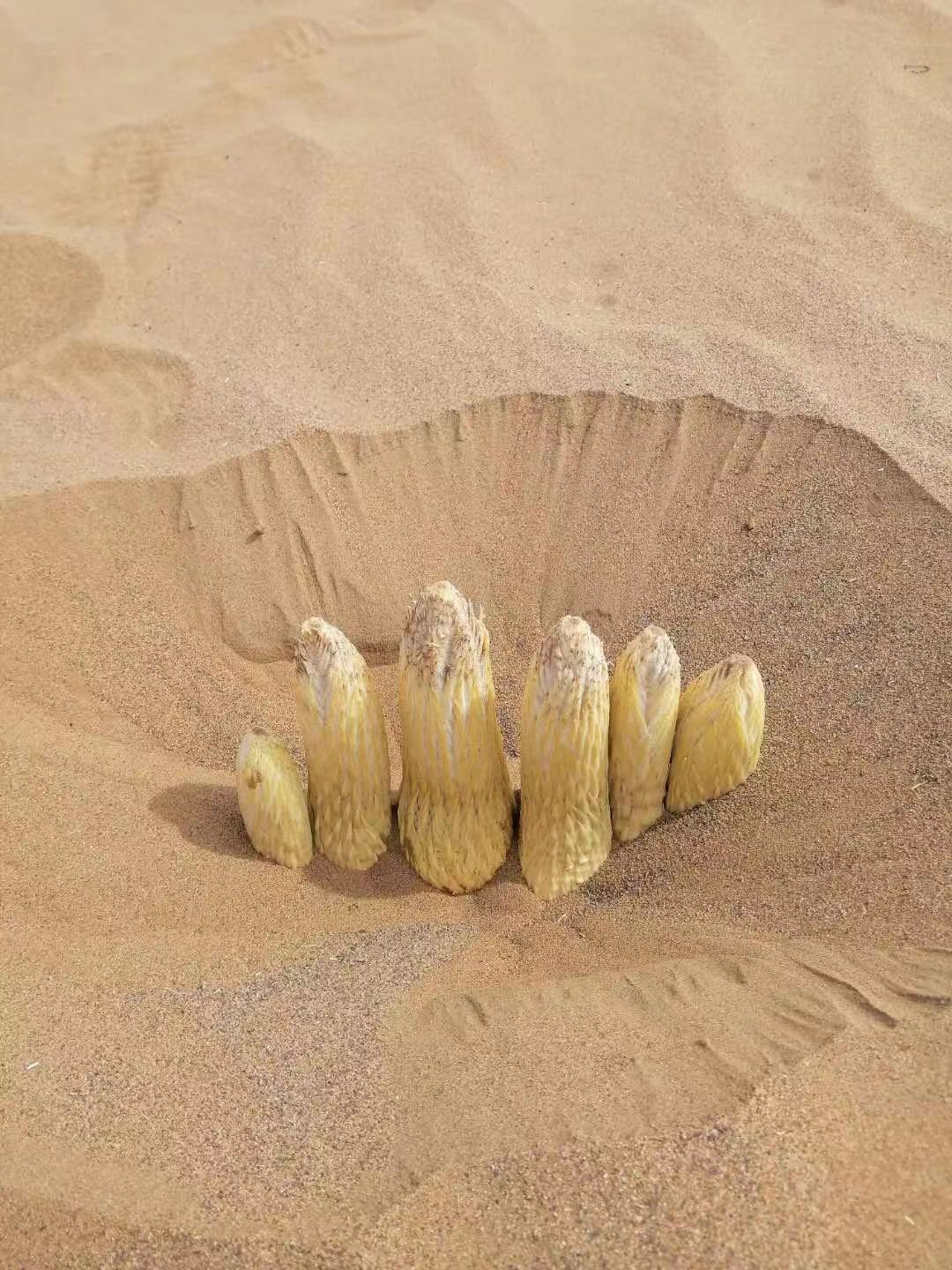 首页 阿拉善左旗巴彦浩特镇漠之源土特产店 新闻资讯 阿拉善产地肉