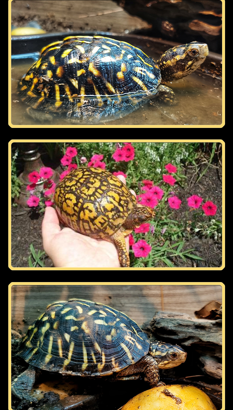 养殖场自销佛箱龟幼体苗箱龟宠物龟质优价廉