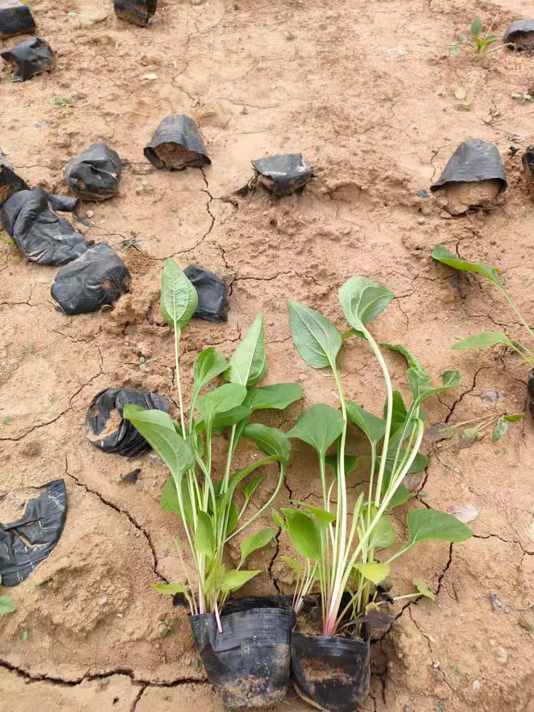 山东松果菊种植基地 懒人植物松果菊 紫锥花批发