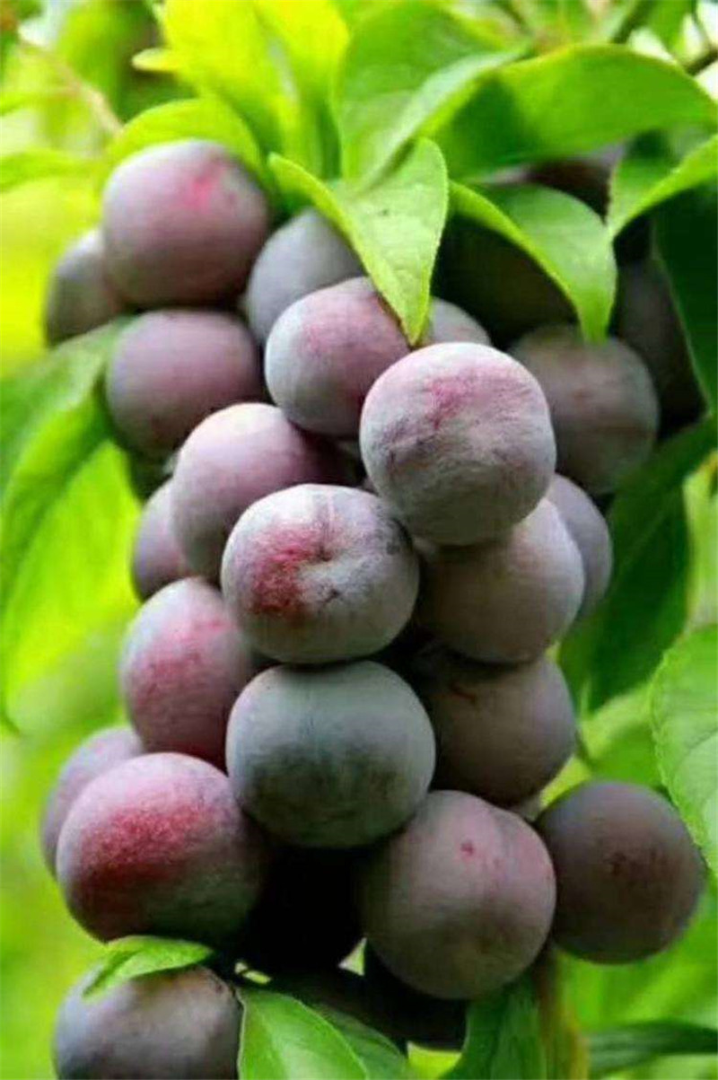 脆红李苗怎么培育修剪忠县晚熟脆红李子树苗种苗公司