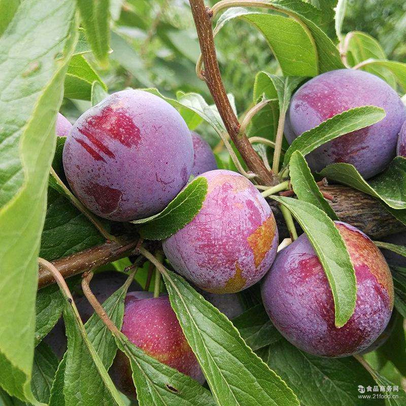 脆红李苗公司柳州红脆李子苗资源