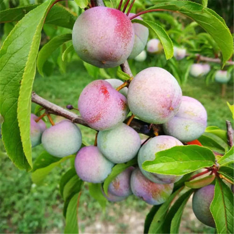 脆红李子树苗种苗培育中心哪里有脆红李苗价格