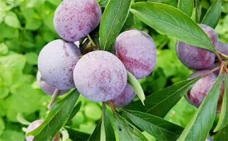 脆红李苗批发厂家渝北晚熟脆红李子树苗两公分苗价格