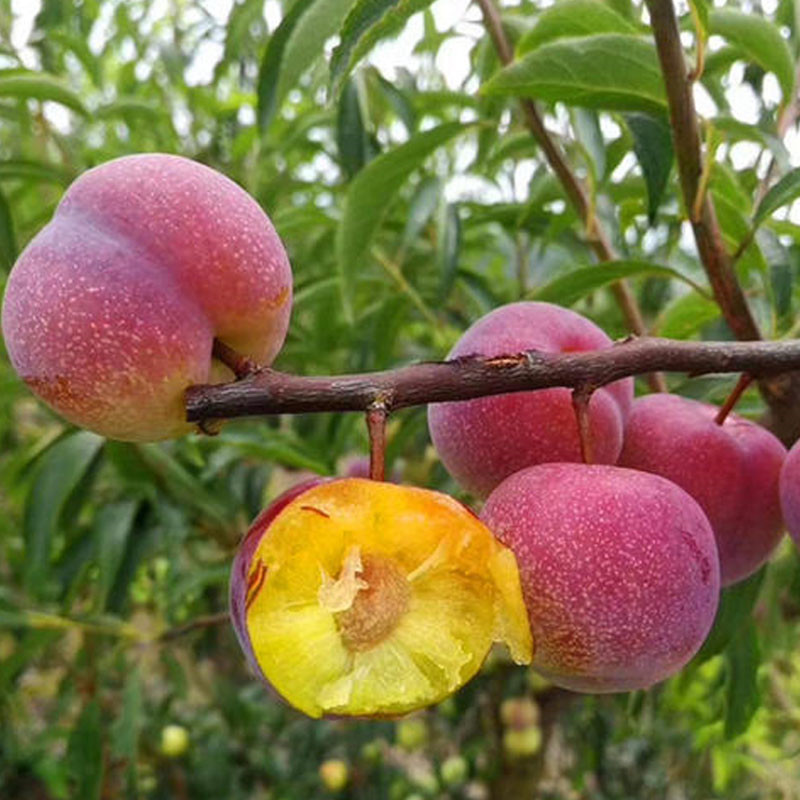 中晚熟脆红李苗品种介绍南岸脆红李子树苗哪里有
