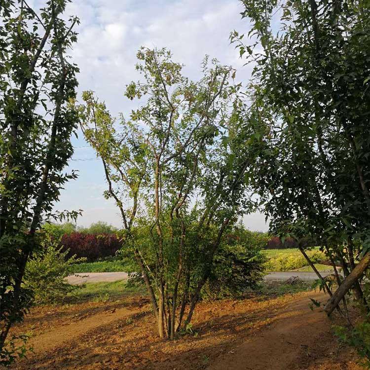 茶条槭供应 价格及报价 行道绿化茶条槭 2年茶条槭-搜了网