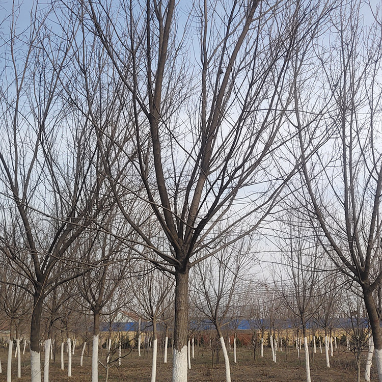 地徑80m冠幅30m土球直徑50cm胸徑是是否移植苗觀葉主要觀賞部位春色葉