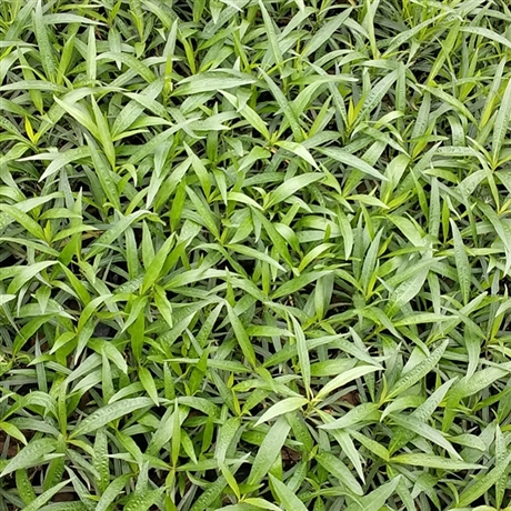 粉花翠芦莉小袋苗园林绿化粉花翠芦莉工程苗花期长