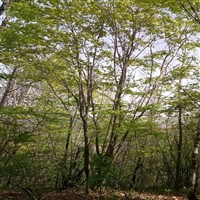 绿化茶条槭 早熟品种 行道绿化茶条槭 茶条槭培育基地