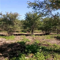 茶条槭前景 培育基地 种植基地茶条槭 茶条槭培育基地