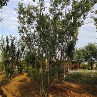 大量茶条槭 培育基地 6米茶条槭 2年茶条槭