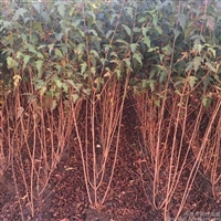10米茶条槭 常年供应 茶条槭树价格 茶条槭移栽
