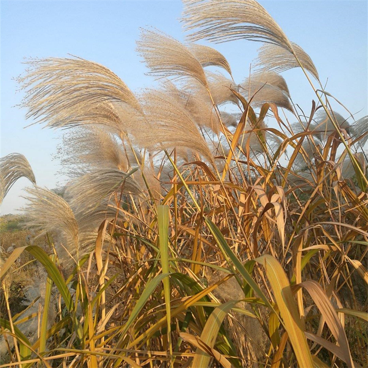 芦苇水草图片