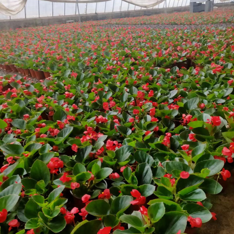 大量出售海棠花 海棠花价格 四季海棠盆栽