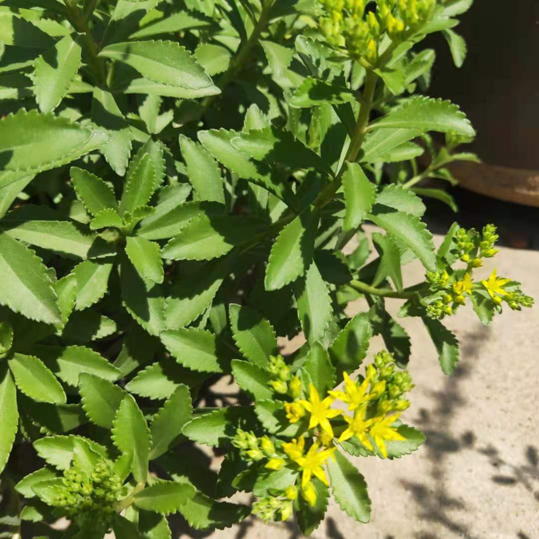 三七景天种植批发耐寒耐干旱多花景天三七