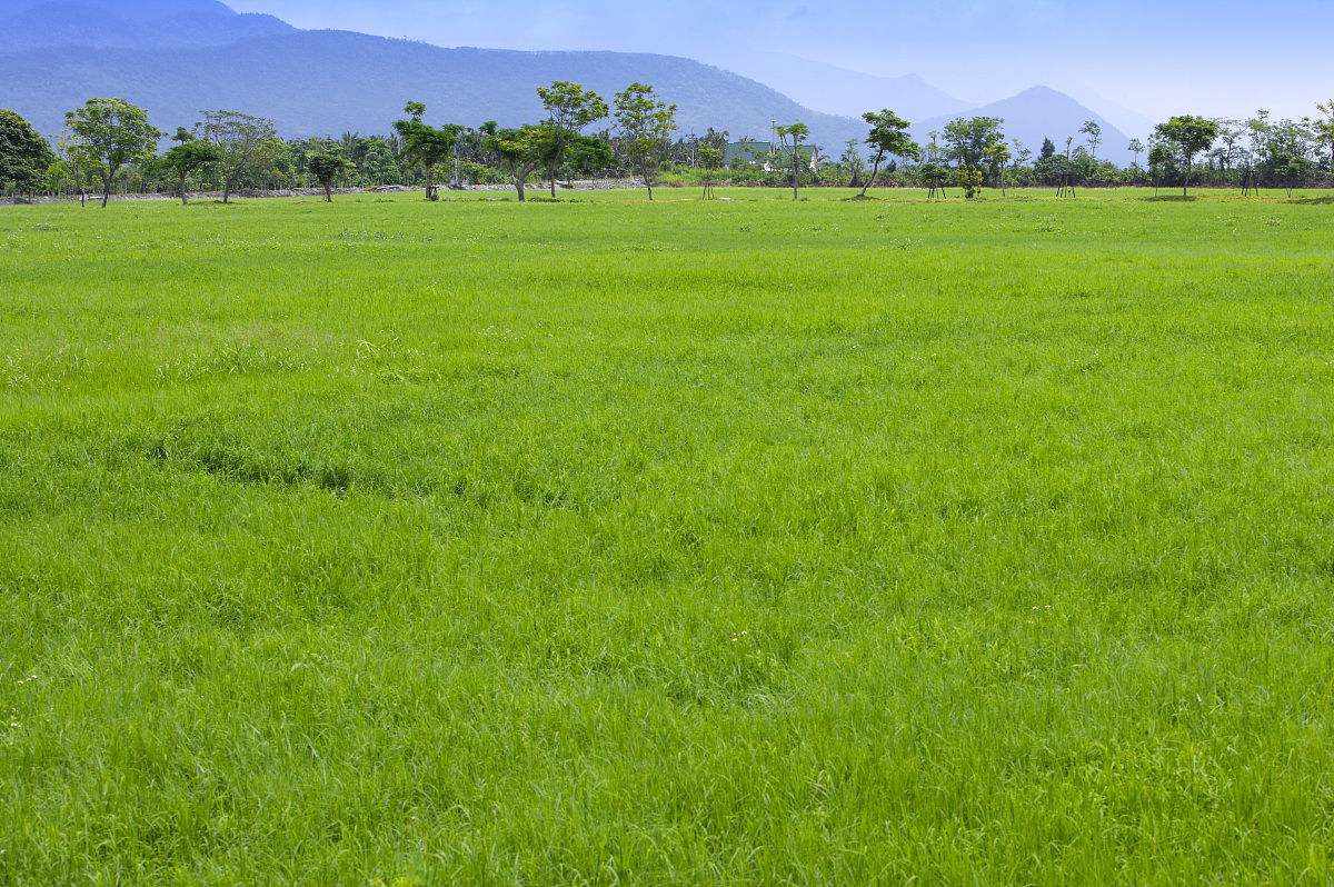 聊城草坪种植马尼拉塑料草皮