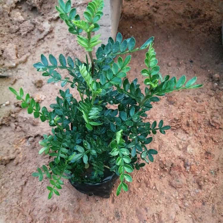 胡椒木中袋苗大袋苗多种规格齐全胡椒木小苗批发清香木苗