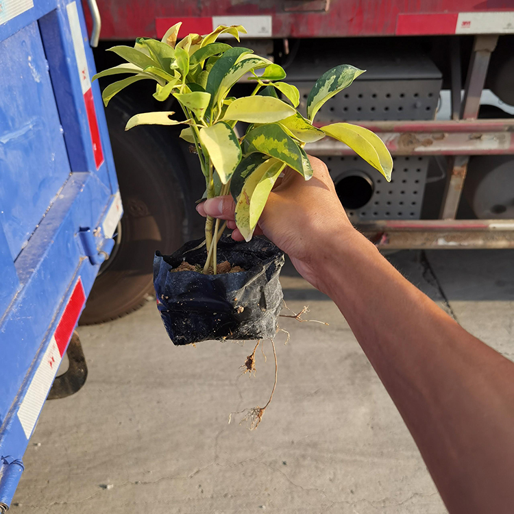 花葉鵝掌材袋苗價格 園林綠化小苗批發 花葉鴨腳木杯苗容器苗