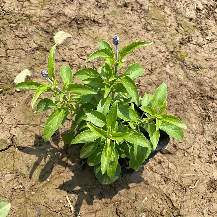 藍色鼠尾草袋苗批發鼠尾草藍花小苗價格多年生草本植物