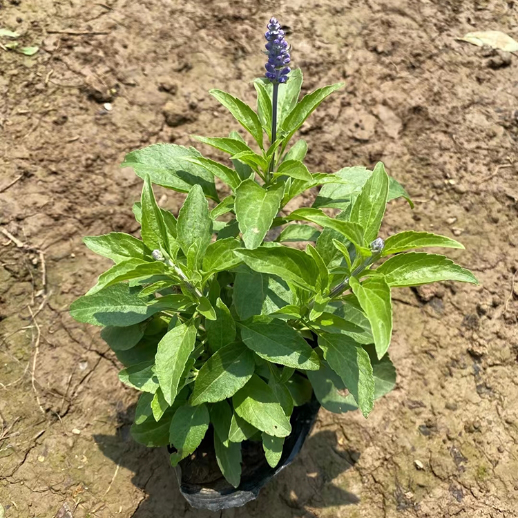 蓝色鼠尾草袋苗批发鼠尾草蓝花小苗价格多年生草本植物