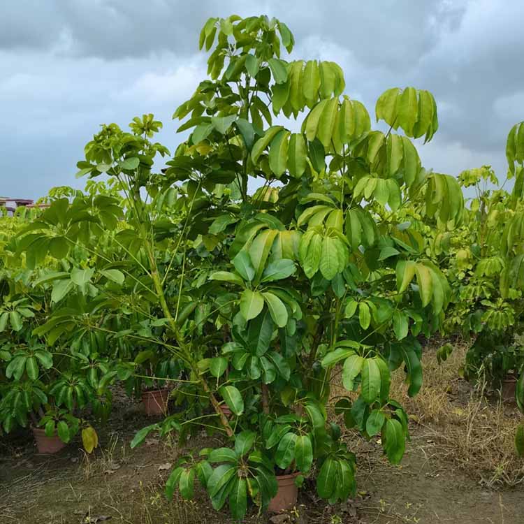澳洲鸭脚木 大叶伞 多种规格灌纵阴生植物大叶伞 漳州基地批发
