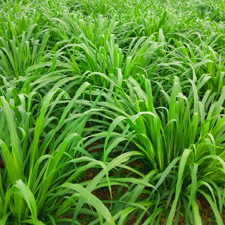 进口四倍体黑麦草种子批发鸡鸭鱼牛羊猪黑麦草种子批发