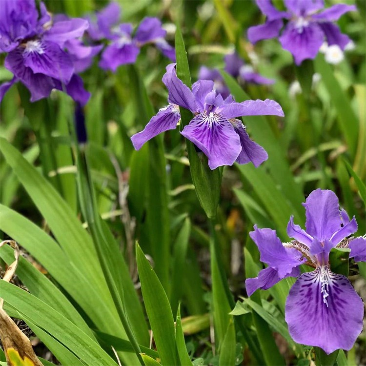 鸢尾花 袋苗加仑盆苗 大小杯苗 花色丰富 庭院园林观赏花