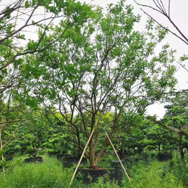 香泡 柚子樹 自有苗圃供應 水果綠化苗 香泡樹