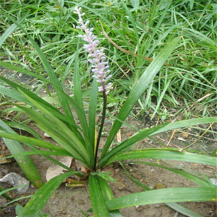 潍坊 供应麦冬草 山东麦冬草 在线咨询